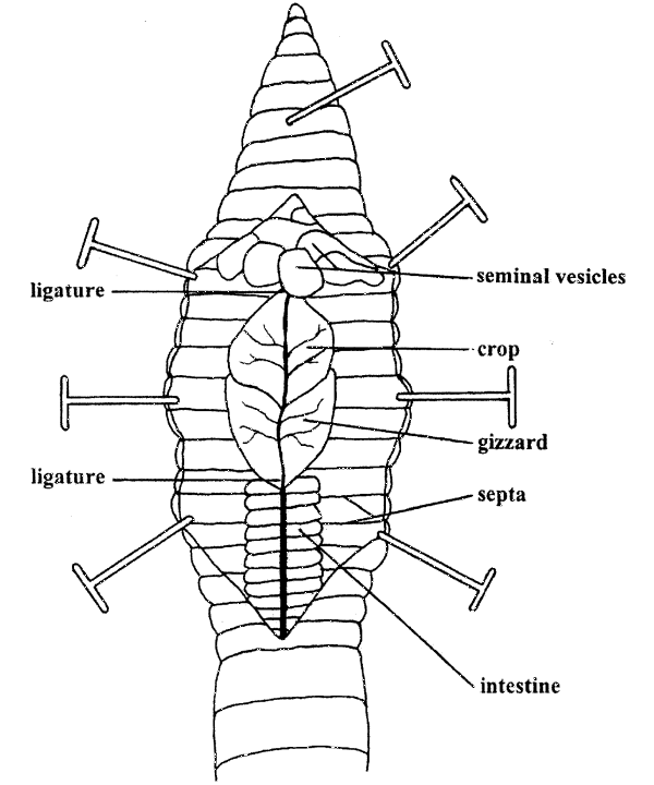 Earthworm Dissection Diagram